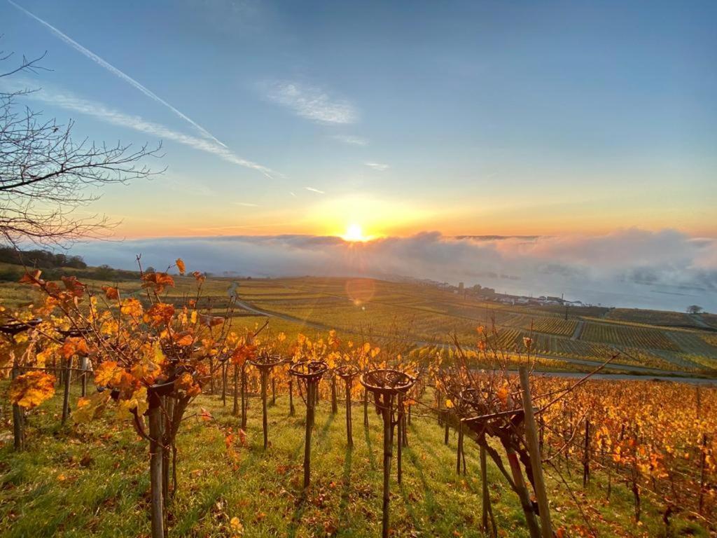 Rheingau Und Weltkulturerbe Mittelrheintal Erleben - Ferienappartement In Winkel โอสตริช-วินเคิล ภายนอก รูปภาพ