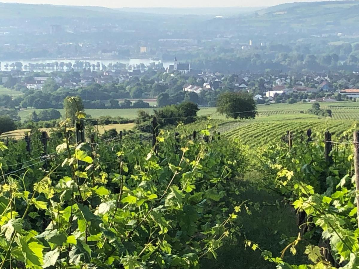 Rheingau Und Weltkulturerbe Mittelrheintal Erleben - Ferienappartement In Winkel โอสตริช-วินเคิล ภายนอก รูปภาพ